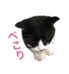 うちの猫 猫（個別スタンプ：20）