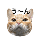 うちの猫 猫（個別スタンプ：21）