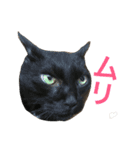 うちの猫 猫（個別スタンプ：22）