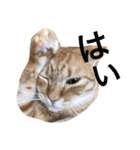 うちの猫 猫（個別スタンプ：23）
