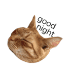 うちの猫 猫（個別スタンプ：24）