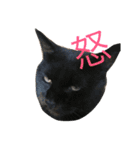 うちの猫 猫（個別スタンプ：25）