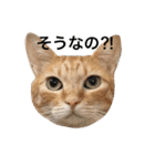 うちの猫 猫（個別スタンプ：26）