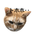 うちの猫 猫（個別スタンプ：27）