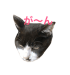 うちの猫 猫（個別スタンプ：28）