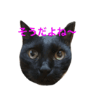 うちの猫 猫（個別スタンプ：29）