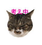 うちの猫 猫（個別スタンプ：31）
