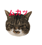 うちの猫 猫（個別スタンプ：32）