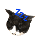 うちの猫 猫（個別スタンプ：33）