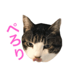 うちの猫 猫（個別スタンプ：34）
