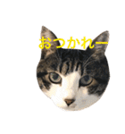 うちの猫 猫（個別スタンプ：35）
