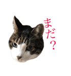 うちの猫 猫（個別スタンプ：36）