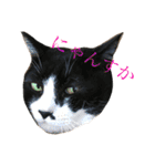 うちの猫 猫（個別スタンプ：37）