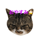 うちの猫 猫（個別スタンプ：38）