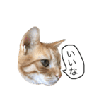 うちの猫 猫（個別スタンプ：39）