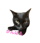 うちの猫 猫（個別スタンプ：40）