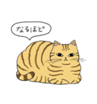 うちのトラちゃんは（個別スタンプ：13）