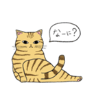 うちのトラちゃんは（個別スタンプ：17）