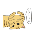 うちのトラちゃんは（個別スタンプ：29）