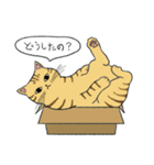 うちのトラちゃんは（個別スタンプ：38）