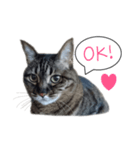 ふきだしきじねこ（個別スタンプ：1）