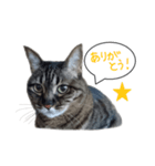 ふきだしきじねこ（個別スタンプ：3）