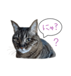 ふきだしきじねこ（個別スタンプ：5）