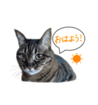 ふきだしきじねこ（個別スタンプ：7）
