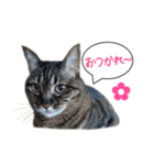 ふきだしきじねこ（個別スタンプ：8）