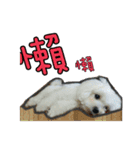 Love PAPA（個別スタンプ：3）