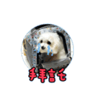Love PAPA（個別スタンプ：9）