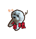 Love PAPA（個別スタンプ：17）