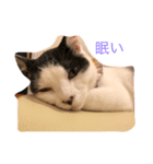 ねこの気持ち。（個別スタンプ：2）
