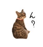 ねこの気持ち。（個別スタンプ：4）
