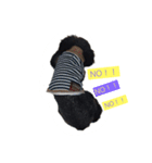 トイプー黒（個別スタンプ：4）