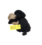 トイプー黒（個別スタンプ：7）