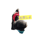 トイプー黒（個別スタンプ：12）