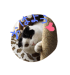rice ball cat ten（個別スタンプ：1）