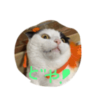 rice ball cat ten（個別スタンプ：2）