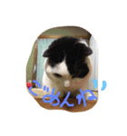 rice ball cat ten（個別スタンプ：3）