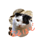 rice ball cat ten（個別スタンプ：4）