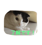 rice ball cat ten（個別スタンプ：5）