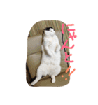 rice ball cat ten（個別スタンプ：6）