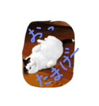 rice ball cat ten（個別スタンプ：7）