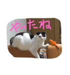rice ball cat ten（個別スタンプ：8）