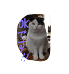 rice ball cat ten（個別スタンプ：9）