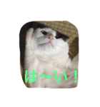 rice ball cat ten（個別スタンプ：10）