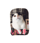 rice ball cat ten（個別スタンプ：11）