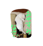 rice ball cat ten（個別スタンプ：12）