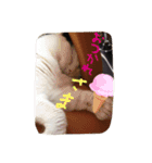 rice ball cat ten（個別スタンプ：13）